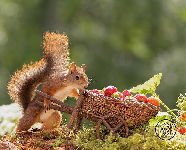 red squirrel holding a wheelbarrow loaded with strawberries