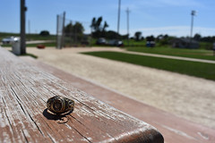 Aggie Ring at the Field of Dreams Movie Site