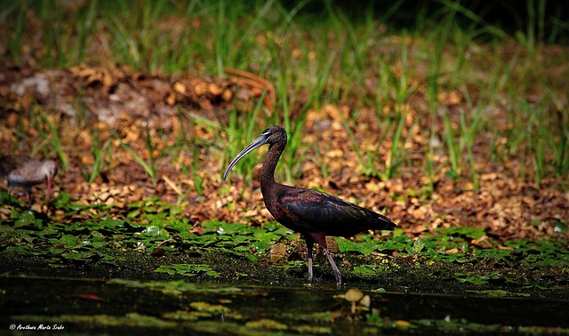 The glossy ibis (Plegadis falcinellus), Batla -  Ευρασιατική Χαλκόκοτα, Țigănușul