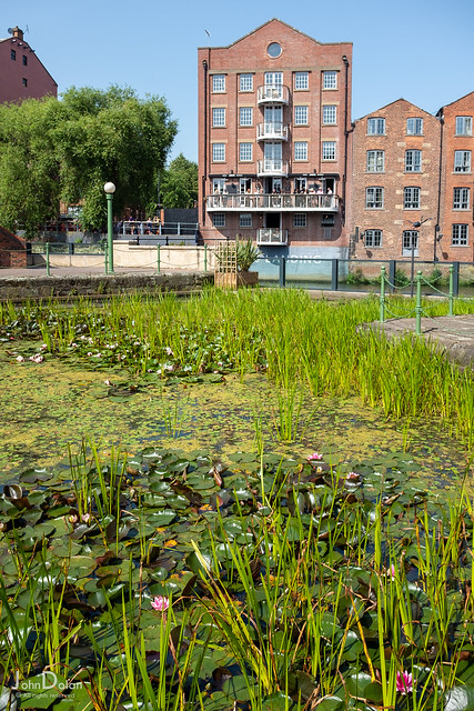 lilies in the city | leeds