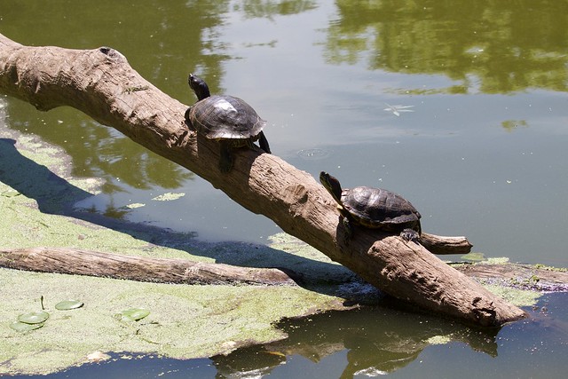 Prospect Park Turtles