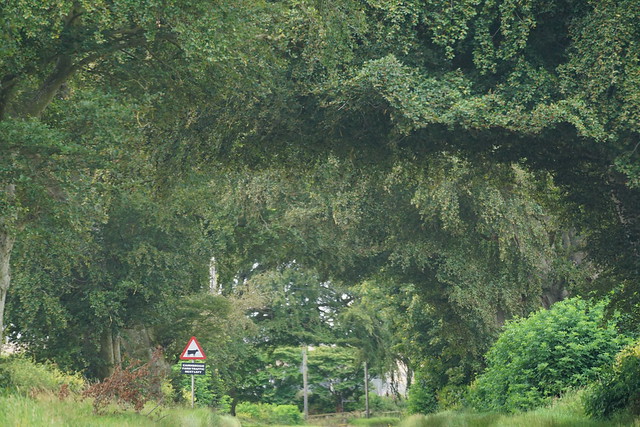 Beech trees across road.