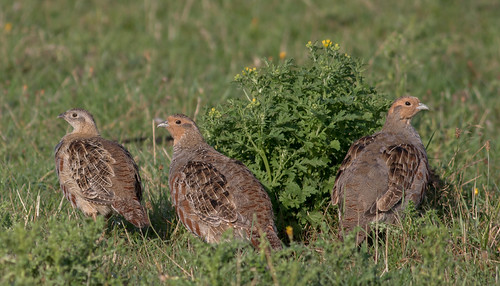Three grey partridges (Perdix perdix) 10311 | by paulcoltman