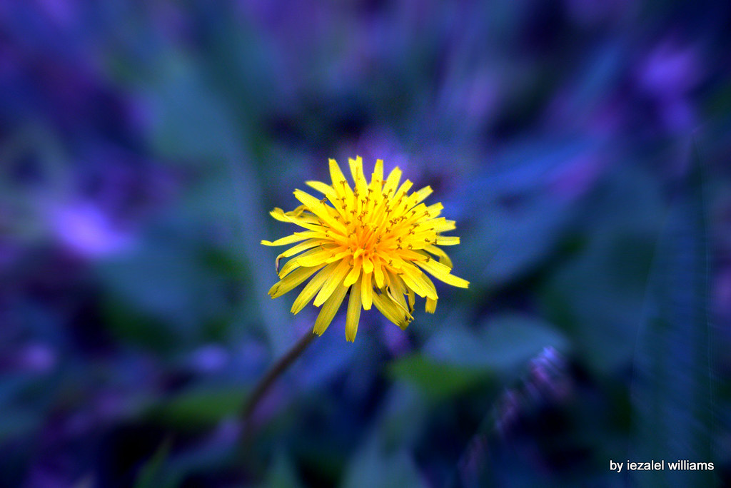 Wild flower in blue tone1 by iezalel williams IMG_0756