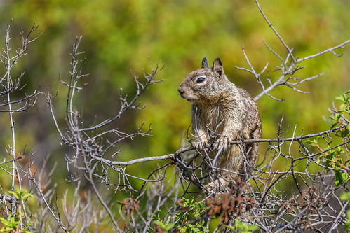 animals wildlife vasonapark californiagroundsquirrel losgatosca unitedstatesofamerica
