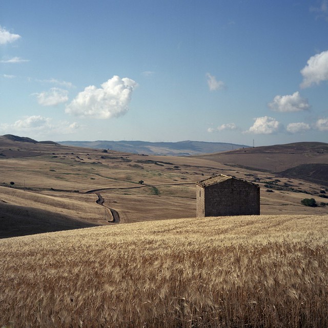 Sicilian wheat, near harvest