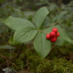 Bunchberry (Cornus canadensis) Fruit 