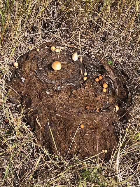 Grasslands National Park West Block - little bison poo mushroom