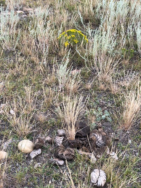 Grasslands National Park West Block - bison poop and flower