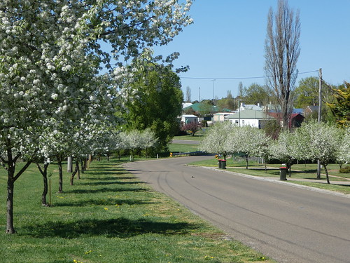 springtime crookwell nsw panasoniclumixdmctz80 blossom geotagged rubbishbins