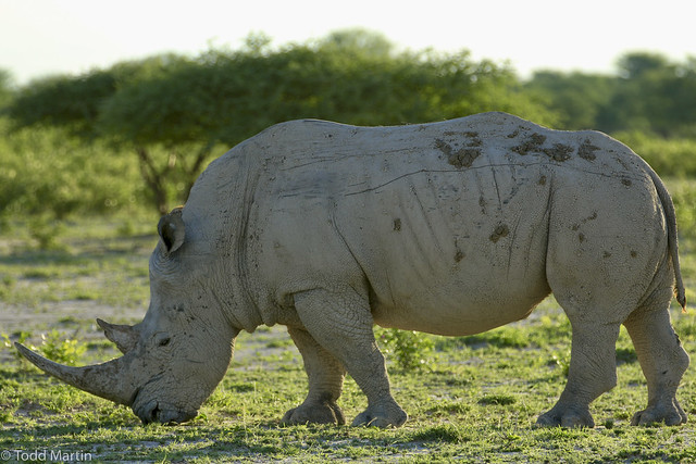 White Rhino, Orapa Game Park, Botswana