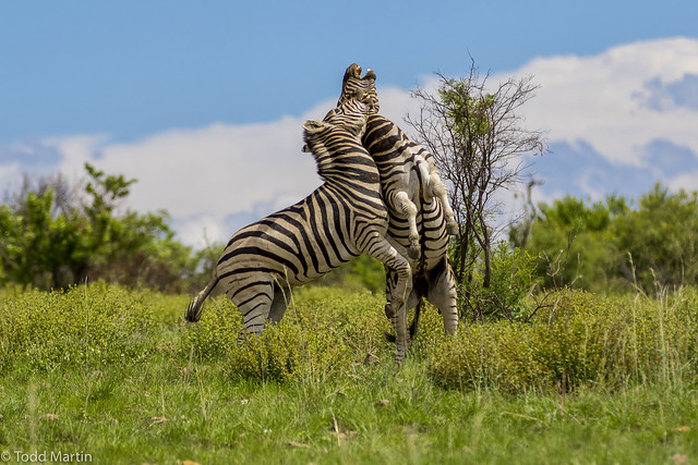 Rambunctious Zebras at Pilanesberg