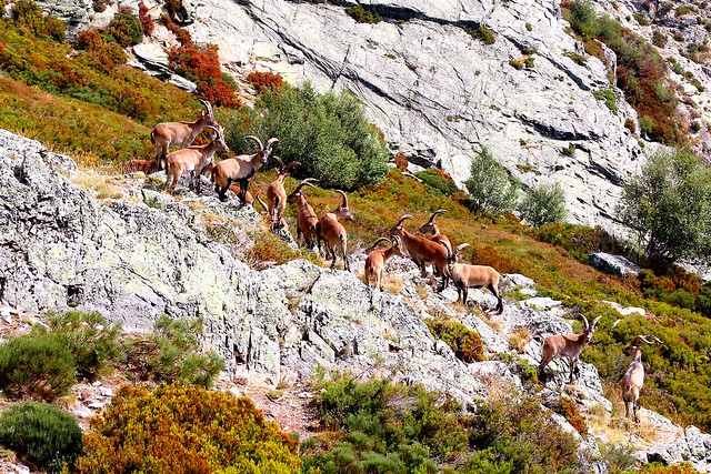 Cabras montesas en libertad en él lago de truchillas entre Zamora y León