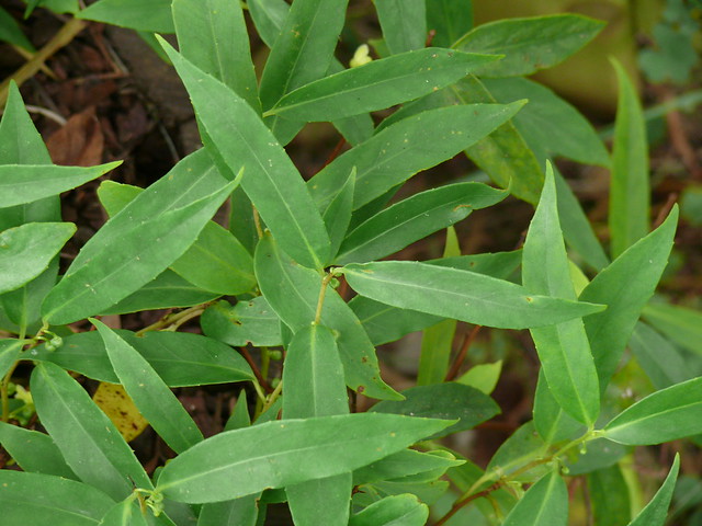 Schisandra propinqua ssp. sinensis (Oliv.) R.M.K.Saunders 1997 (SCHISANDRACEAE).