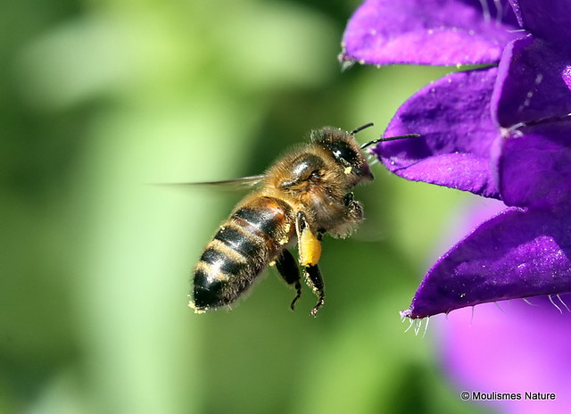 IMG_9870. Western Honey Bee (Apis mellifera)