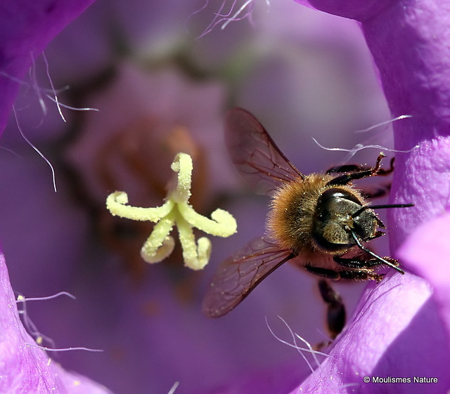 IMG_9910. Western Honey Bee (Apis mellifera)