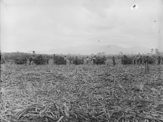 Field of harvested sugar cane near Macknade, Queensland