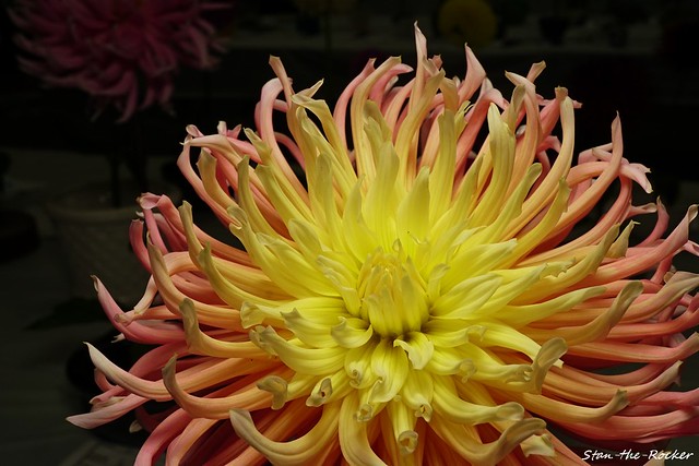Dahlia Society of California 2019 Flower Show - Golden Gate Park - 081819 - 59 - Tahoma Surething