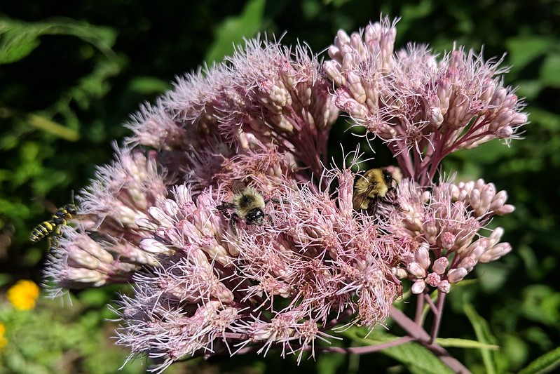 two bumblebees and another bee on a joe-pye weed cluster