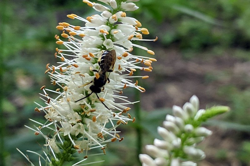 medium-sized bee upside-down on a culver's root spike