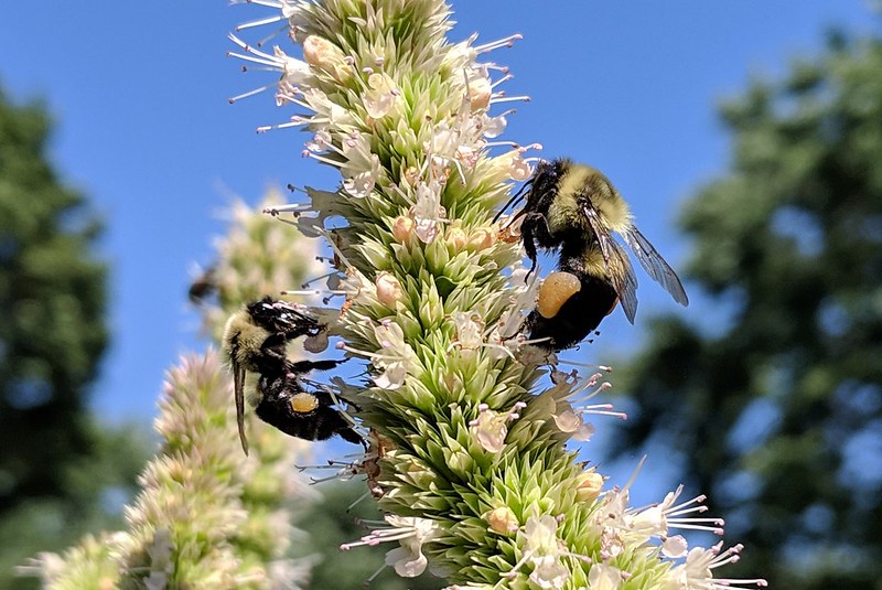 two bumblebees on opposite sides of a purple giant hyssop spike