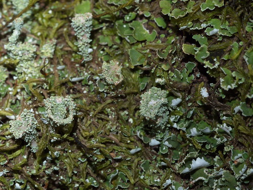 moss lichen liverwort cladonia linton victoria