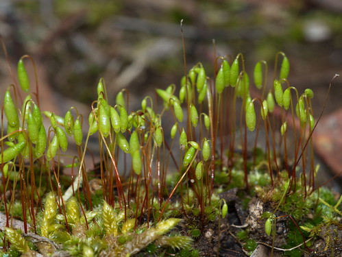 moss lichen liverwort linton victoria