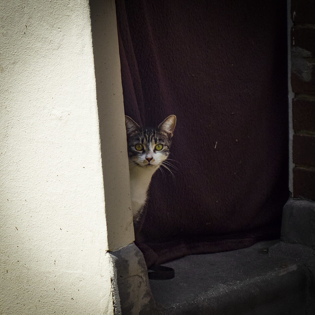 Shy Little Cat, Ellsworth Street, Bethnal Green
