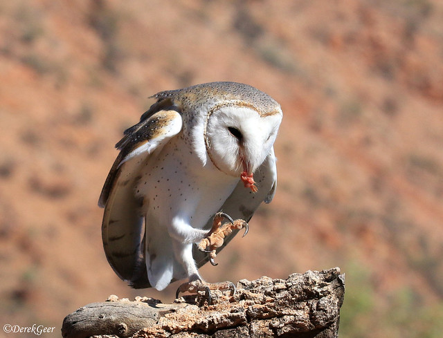 Barn Owl with prey