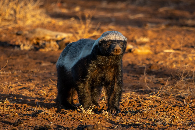 honey badger - Kruger NP - South Africa