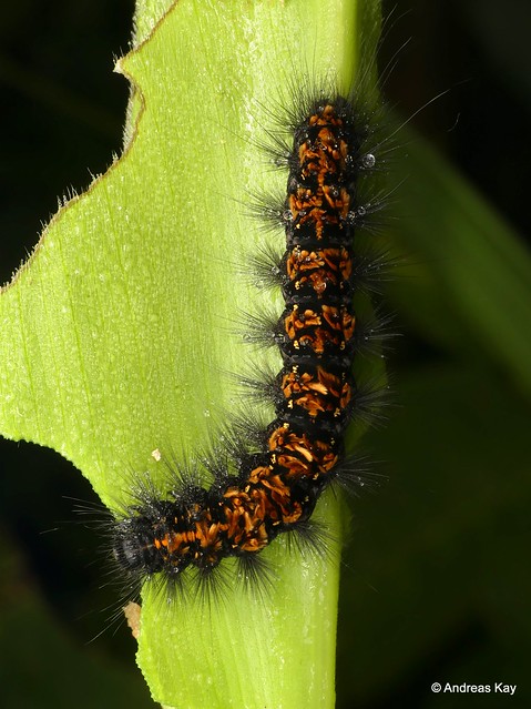 Caterpillar, Paracles sp.? (Erebidae: Arctiinae)