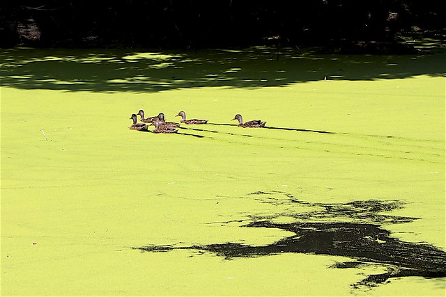 Duckweed Fills the Pond