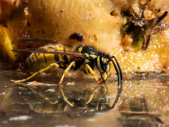 Wasp Having A Paddle