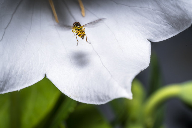 7-25-2019 Macro bug on white flower-64