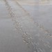 Sea Turtle Tracks Playalinda Beach Canaveral National Seashore