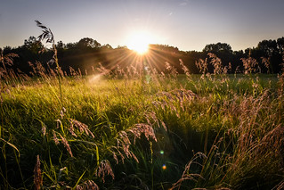 Sunset Meadow