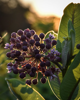 Milkweed