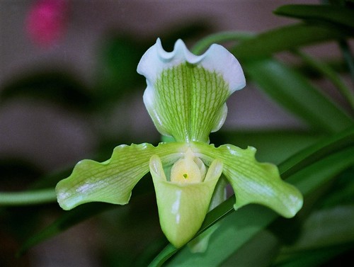 orchidées : nos floraisons au fil des saisons 2010-2013-2014  48601177271_213d538833