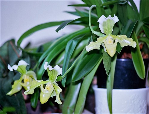 orchidées : nos floraisons au fil des saisons 2010-2013-2014  48601177751_1c34e9c205