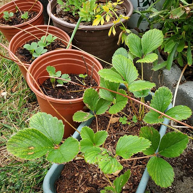Back in late January, I bough a bag of dormant White Carolina Strawberries. They were not in the best condition and a few were rotten, but I planted what I can. Two out of the ten grew and I noticed that they are producing runners, so pinned the little st