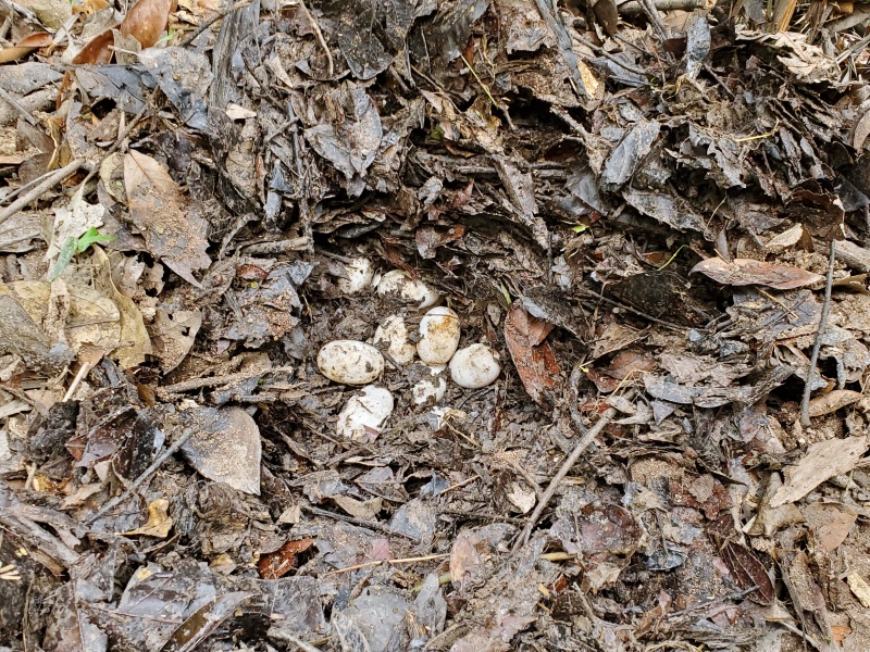 Caiman nest eggs