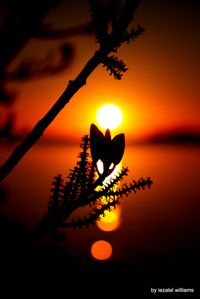 Sun Resonance at sunset by iezalel williams IMG_2020-001