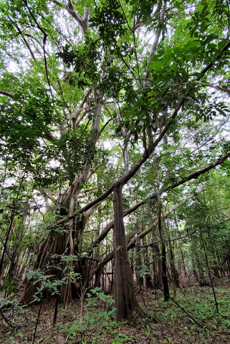 trees in the Amazon