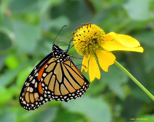 Monarch on a Daisy
