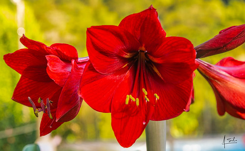 cali colombia flora flores naturaleza rojas valledelcauca