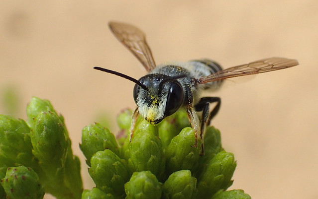 Leafcutter Bee (Megachile sp)