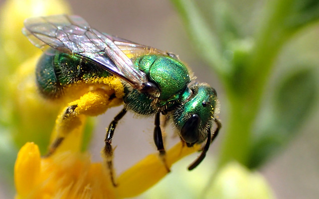 Peridot Bee (Augochlorella pomoniella)