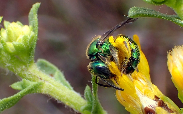 Peridot Bee (Augochlorella pomoniella)
