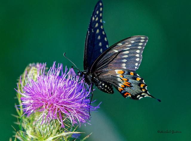 Le papillon du céleri -  Black swallowtail - Papilio polyxenes-