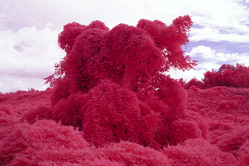 plant puerarialobata kudzu expanse invasive infrared